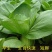 特矮黑大头青梗菜种子耐热抗病南方北方田园春夏秋冬季播蔬菜