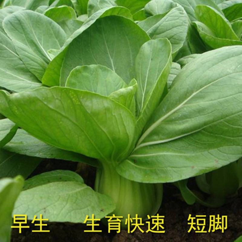 特矮黑大头青梗菜种子耐热抗病南方北方田园春夏秋冬季播蔬菜