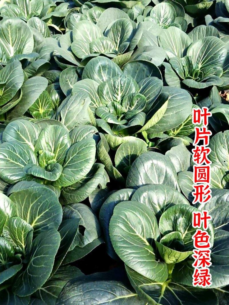 特矮黑大头青梗菜种子耐热抗病南方北方田园春夏秋冬季播蔬菜