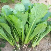 银田新绿秀青梗菜种籽速生耐热耐湿青梗菜小油菜种子