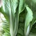 银田新绿秀青梗菜种籽速生耐热耐湿青梗菜小油菜种子