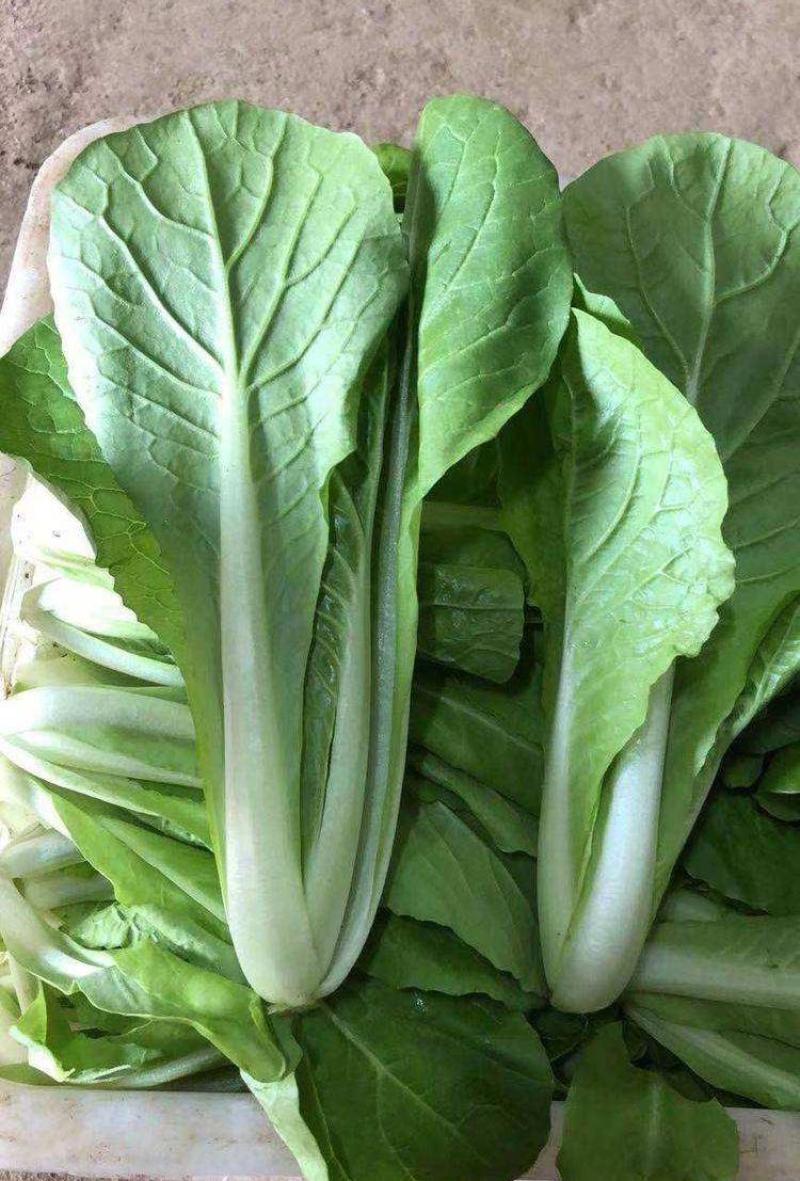 银田新绿秀青梗菜种籽速生耐热耐湿青梗菜小油菜种子