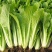 银田新绿秀青梗菜种籽速生耐热耐湿青梗菜小油菜种子