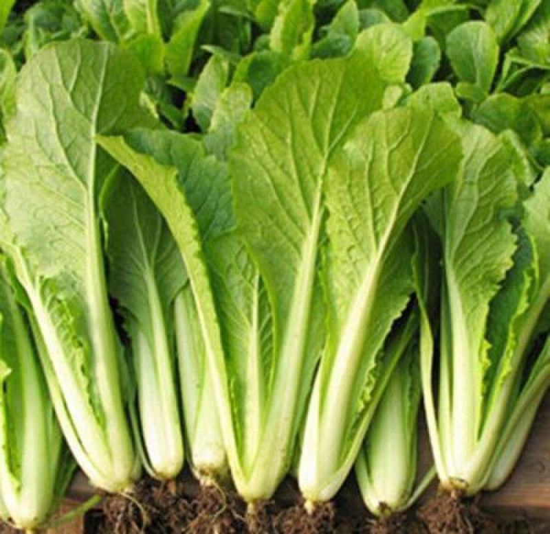 银田新绿秀青梗菜种籽速生耐热耐湿青梗菜小油菜种子