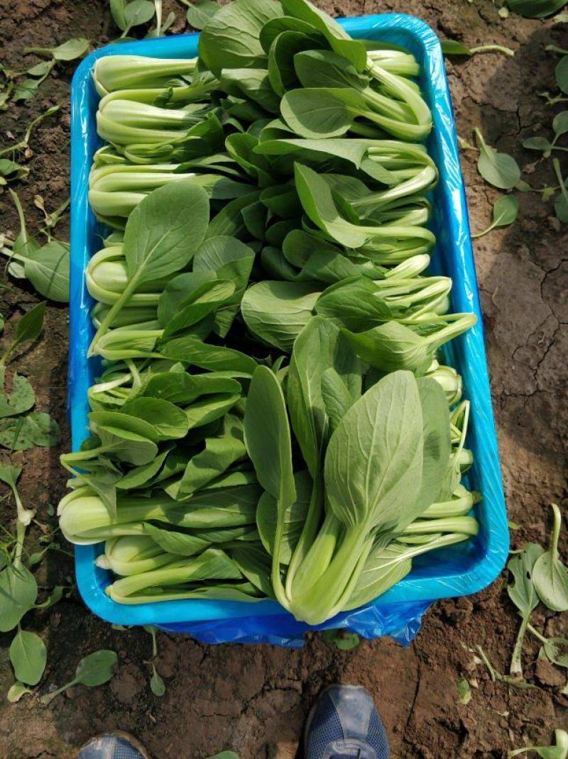 银田新绿秀青梗菜种籽速生耐热耐湿青梗菜小油菜种子