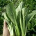 银田新绿秀青梗菜种籽速生耐热耐湿青梗菜小油菜种子