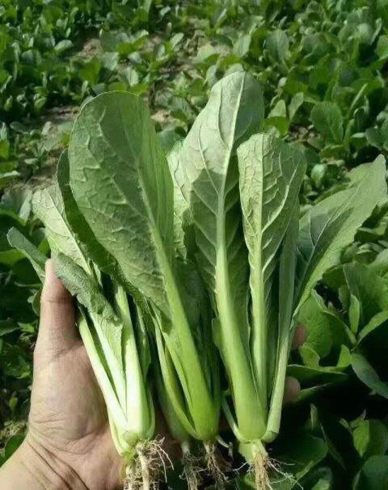 银田新绿秀青梗菜种籽速生耐热耐湿青梗菜小油菜种子