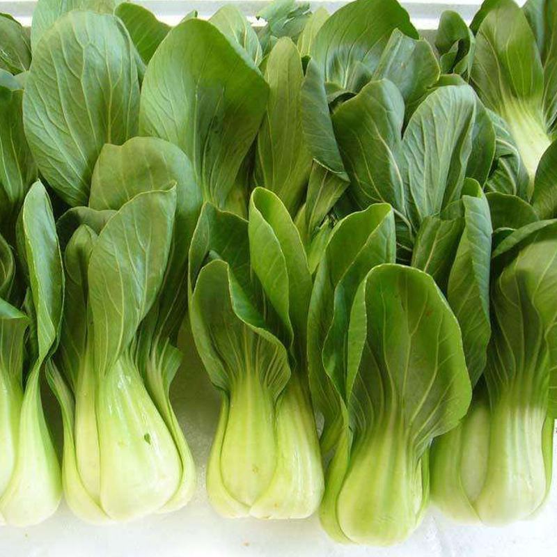 银田新绿秀青梗菜种籽速生耐热耐湿青梗菜小油菜种子