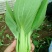 银田新绿秀青梗菜种籽速生耐热耐湿青梗菜小油菜种子