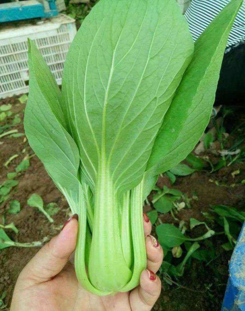 银田新绿秀青梗菜种籽速生耐热耐湿青梗菜小油菜种子