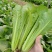 银田新绿秀青梗菜种籽速生耐热耐湿青梗菜小油菜种子