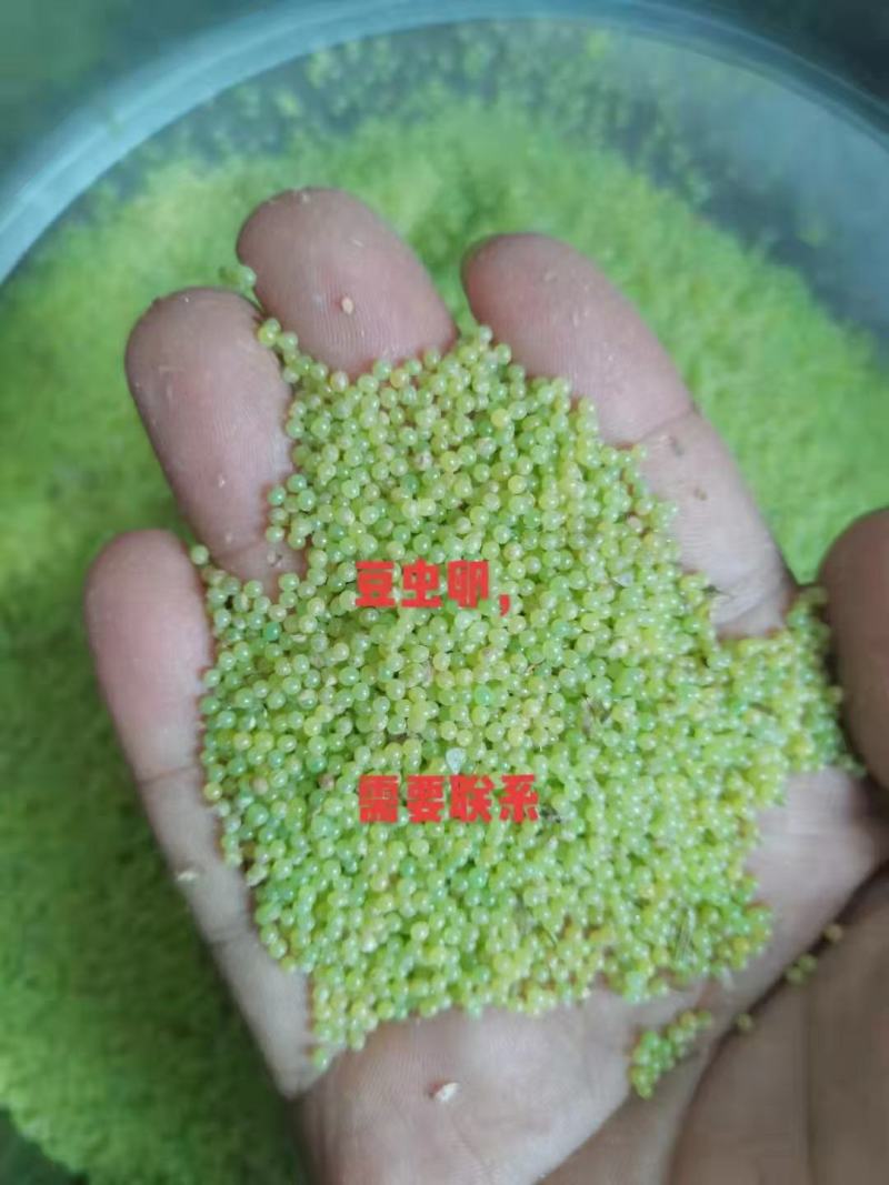 山东盛达菌业供豆丹卵包教养殖技术，量大包收。