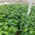山东盛达菌业供豆丹卵包教养殖技术，量大包收。