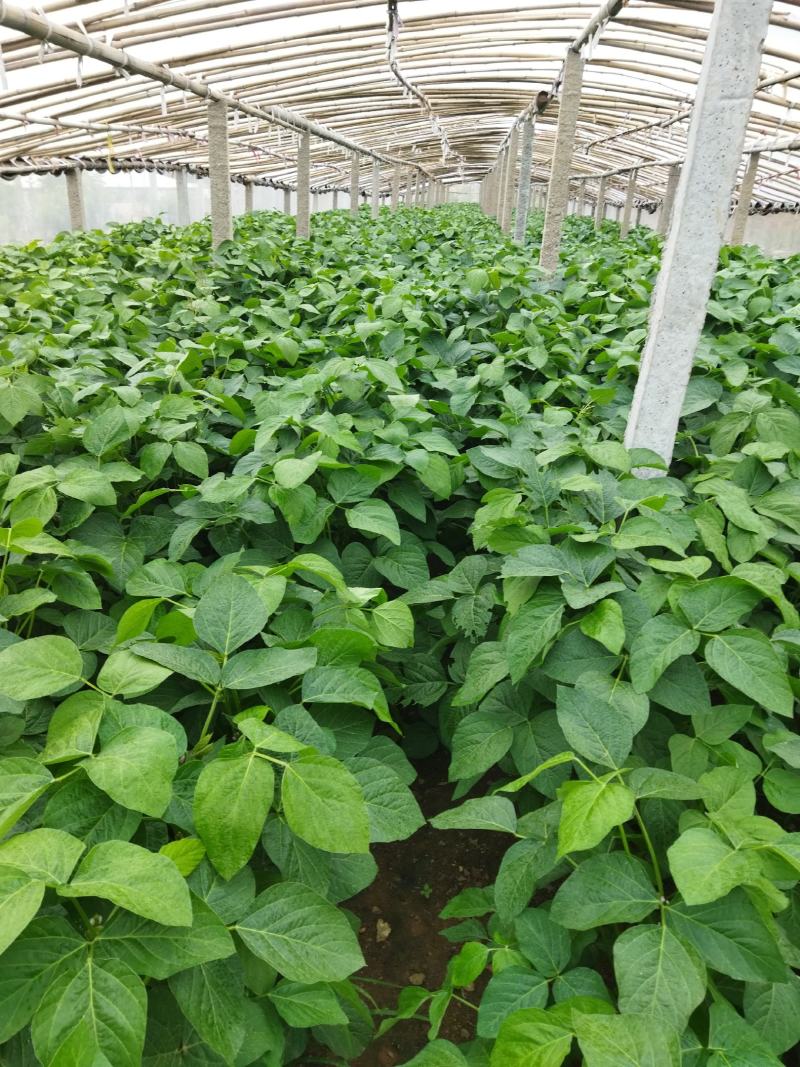 山东盛达菌业供豆丹卵包教养殖技术，量大包收。