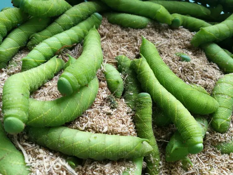 山东盛达菌业供豆丹卵包教养殖技术，量大包收。