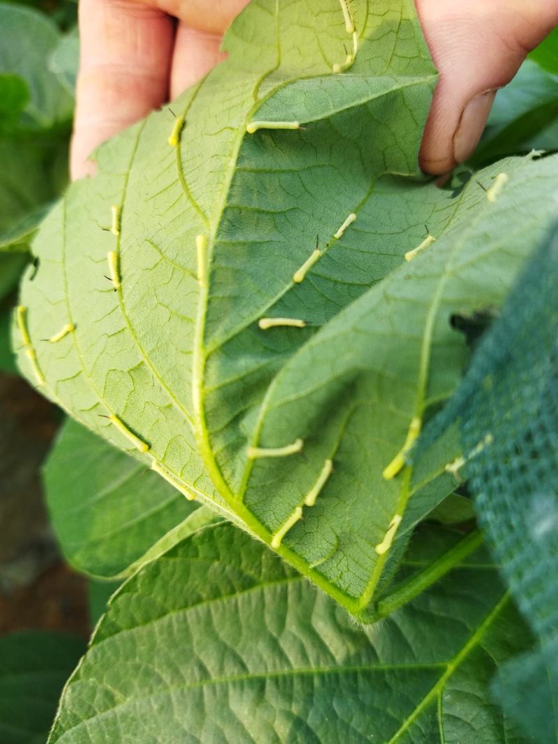 山东盛达菌业供豆丹卵包教养殖技术，量大包收。
