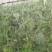 山东盛达菌业供豆丹卵包教养殖技术，量大包收。