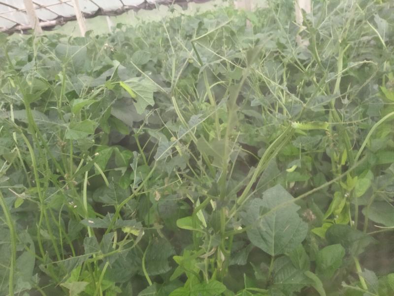 山东盛达菌业供豆丹卵包教养殖技术，量大包收。