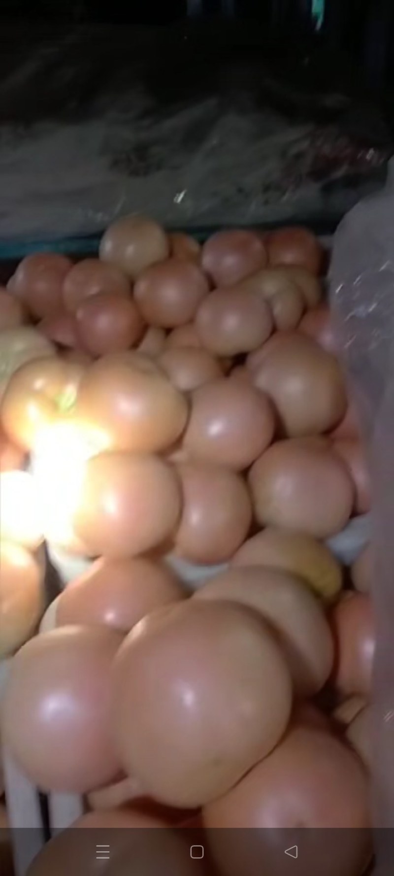 西红柿