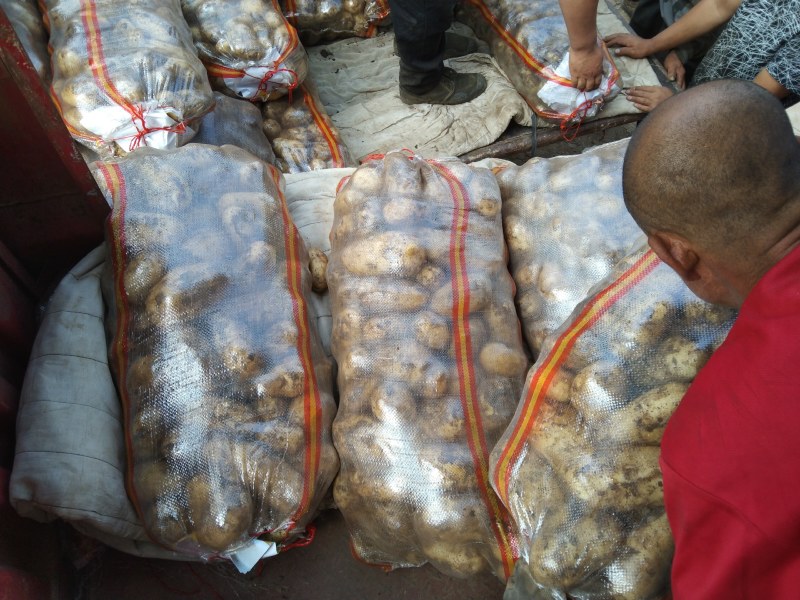 荷兰十五土豆
