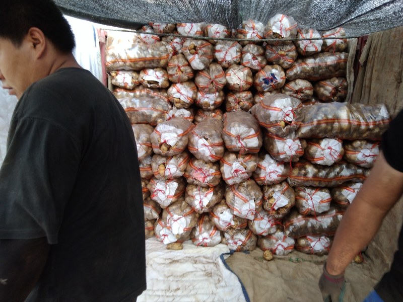 荷兰十五土豆