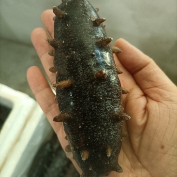 即海参