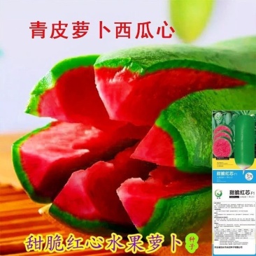 甜脆西瓜红水果萝卜种子生吃甜脆青皮红心萝卜籽四季播蔬菜种