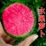 甜脆西瓜红水果萝卜种子生吃甜脆青皮红心萝卜籽四季播蔬菜种