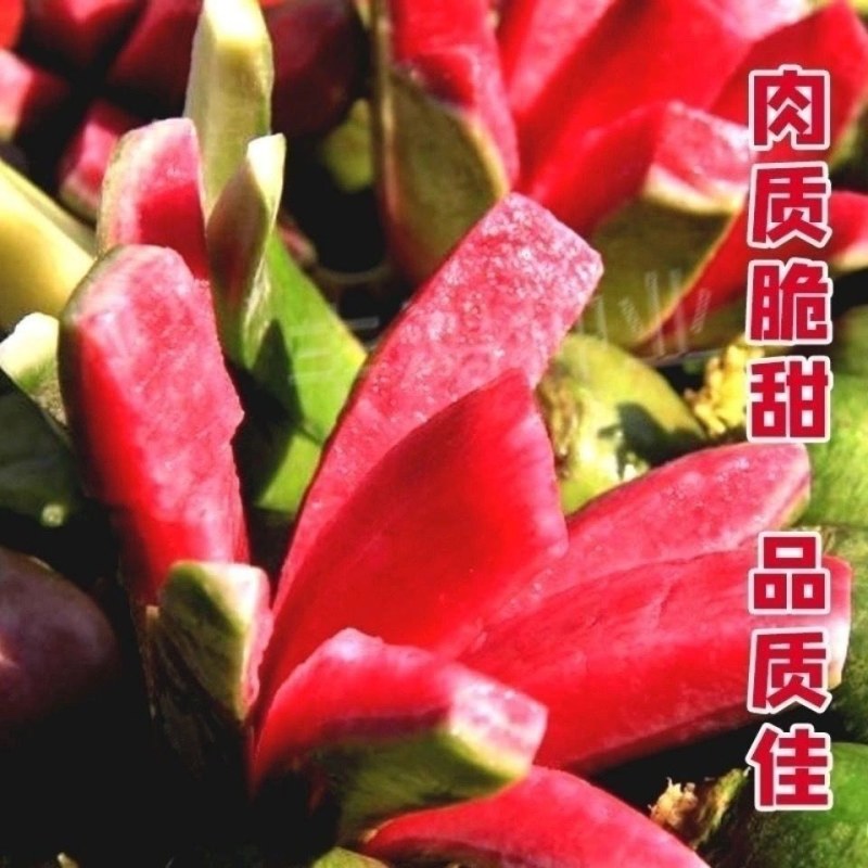甜脆西瓜红水果萝卜种子生吃甜脆青皮红心萝卜籽四季播蔬菜种