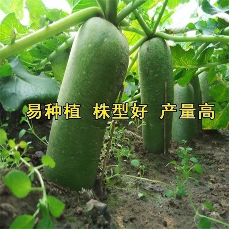 甜脆西瓜红水果萝卜种子生吃甜脆青皮红心萝卜籽四季播蔬菜种