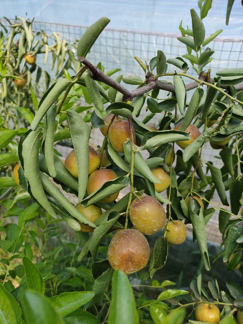 陕西大荔冬枣