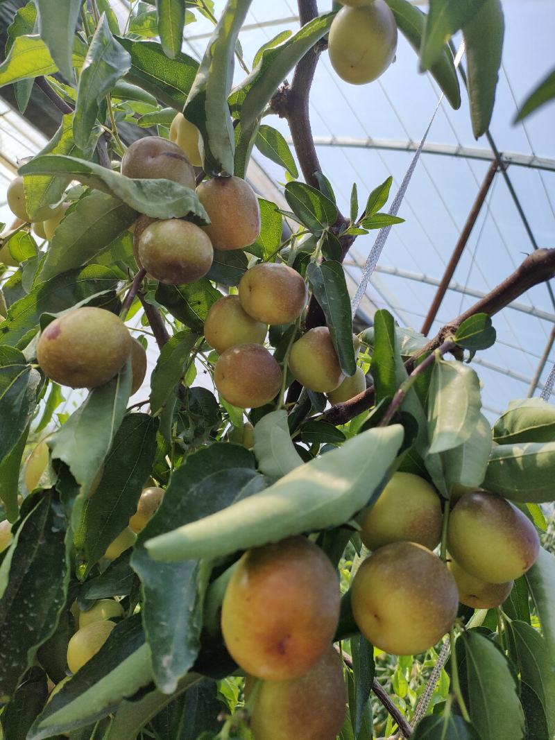 陕西大荔冬枣