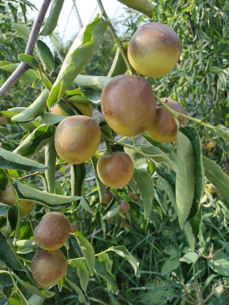 陕西大荔冬枣