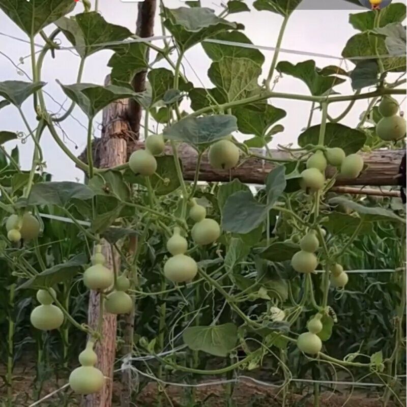 盆栽手捻葫芦种子小葫芦种籽四季种观赏阳台庭院爬藤葫芦苗秧
