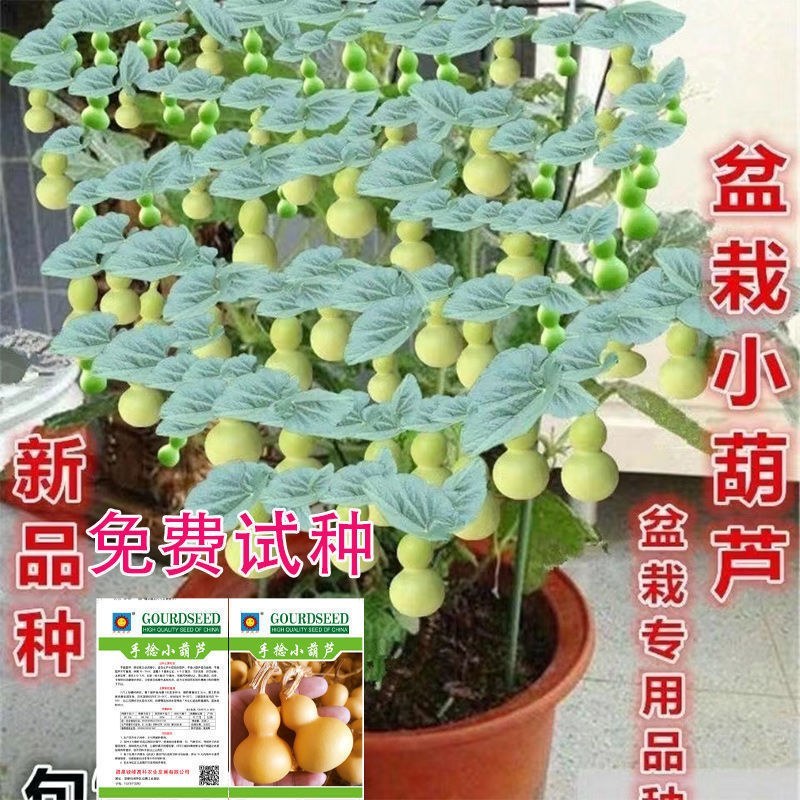 盆栽手捻葫芦种子小葫芦种籽四季种观赏阳台庭院爬藤葫芦苗秧