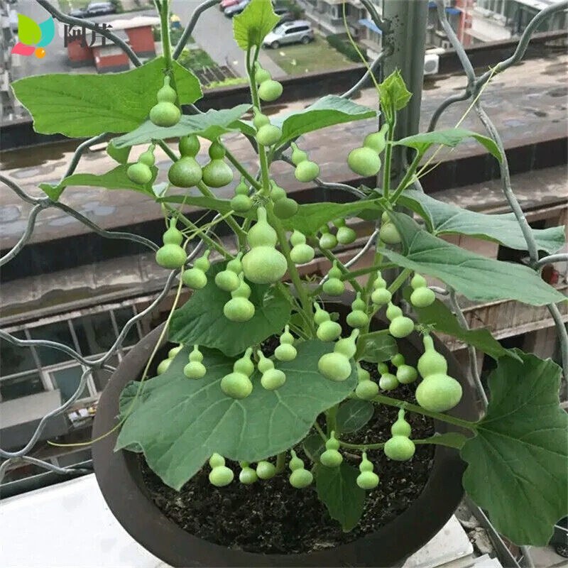 盆栽手捻葫芦种子小葫芦种籽四季种观赏阳台庭院爬藤葫芦苗秧