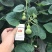 盆栽手捻葫芦种子小葫芦种籽四季种观赏阳台庭院爬藤葫芦苗秧