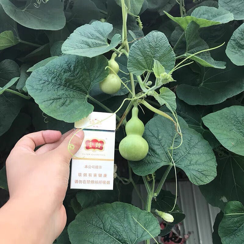 盆栽手捻葫芦种子小葫芦种籽四季种观赏阳台庭院爬藤葫芦苗秧