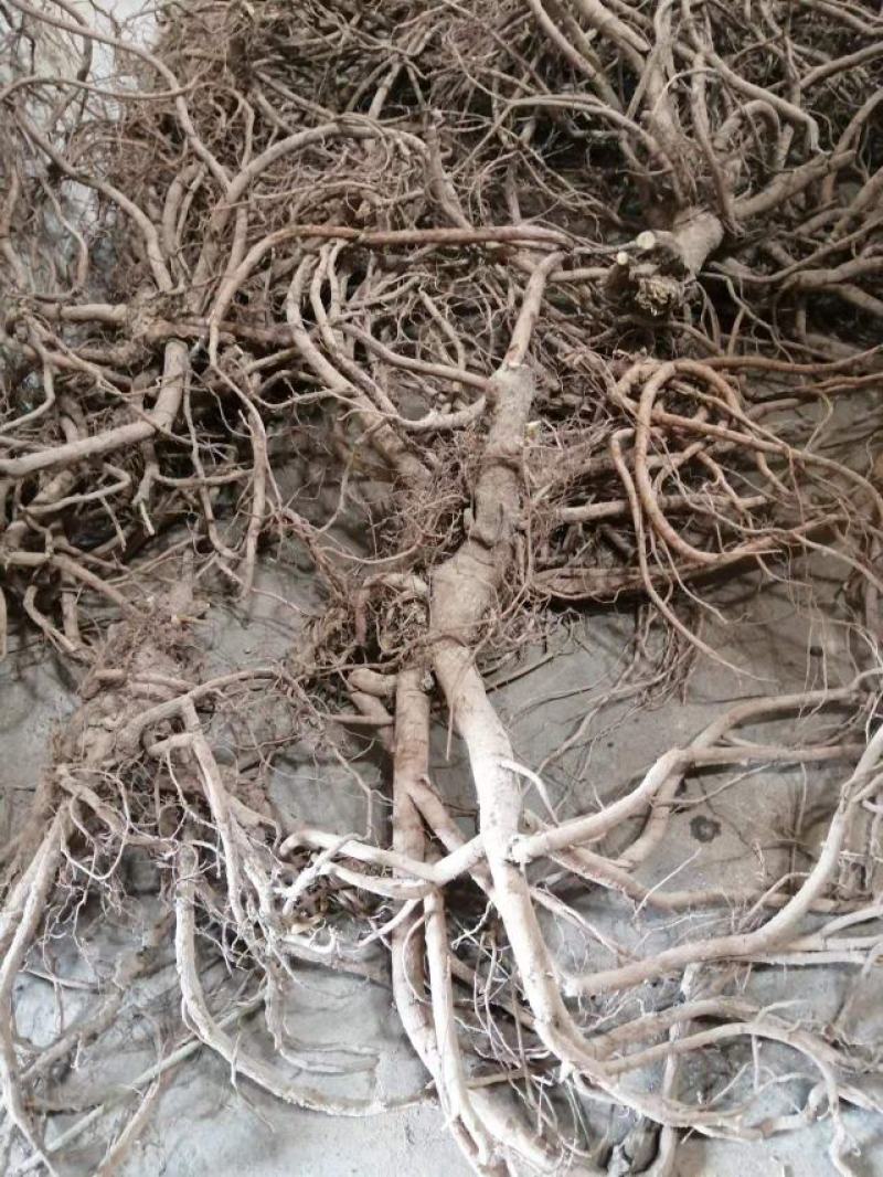 山豆根