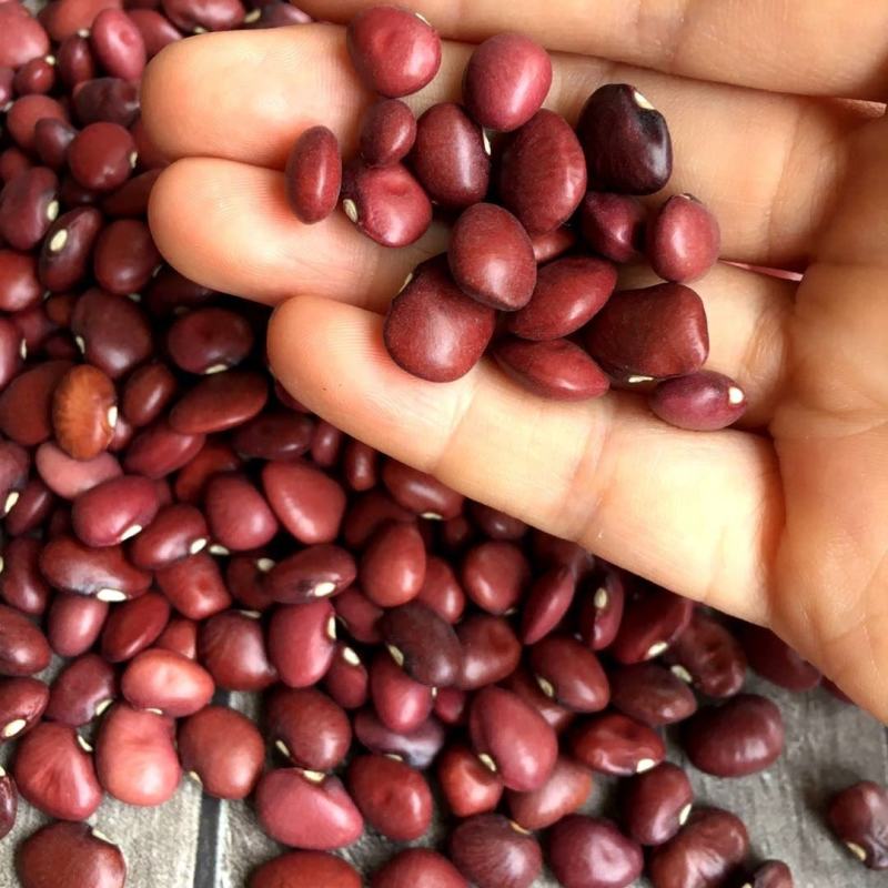 小红扁豆红腰豆扁红芸豆精选新红扁豆小扁豆红豆
