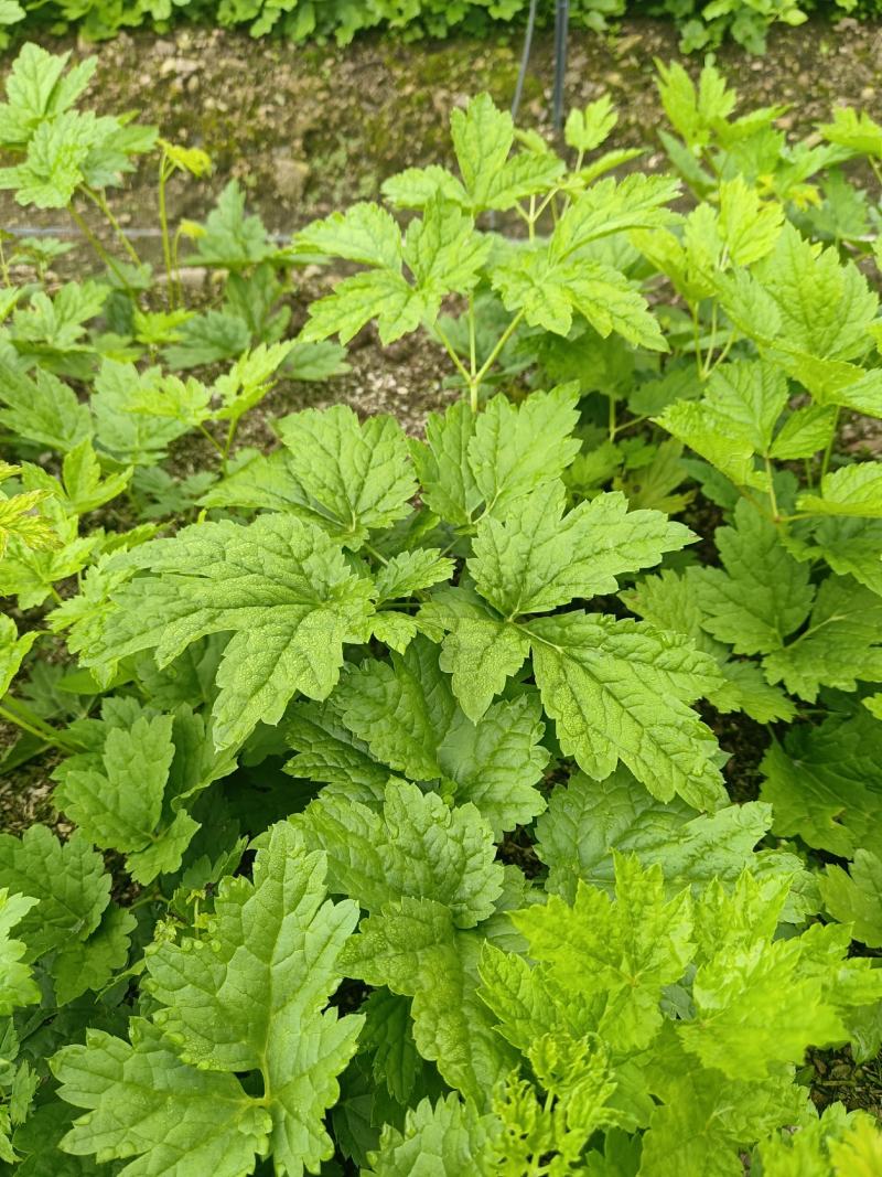 窟窿芽种苗基地直销升麻苗，大三叶苦龙芽苗，欢迎咨询选购！