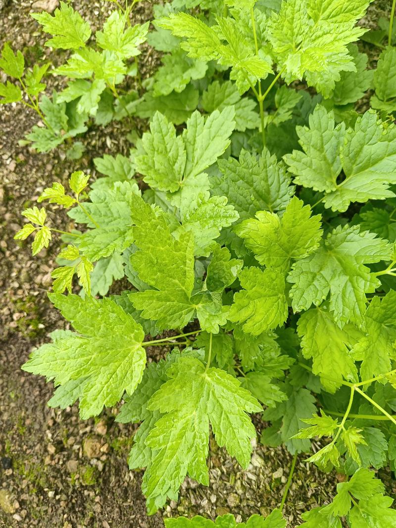 窟窿芽种苗基地直销升麻苗，大三叶苦龙芽苗，欢迎咨询选购！