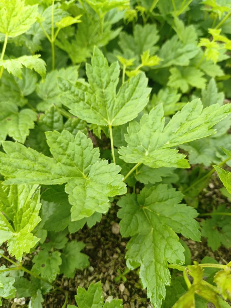 窟窿芽种苗基地直销升麻苗，大三叶苦龙芽苗，欢迎咨询选购！