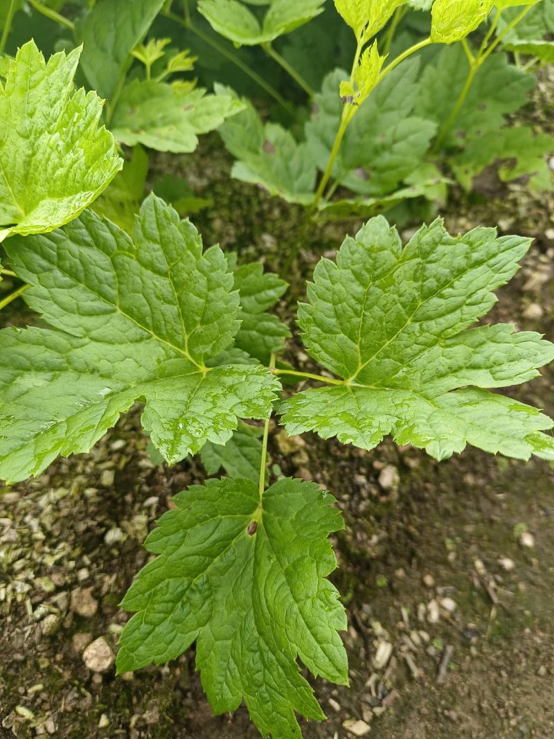 窟窿芽种苗基地直销升麻苗，大三叶苦龙芽苗，欢迎咨询选购！