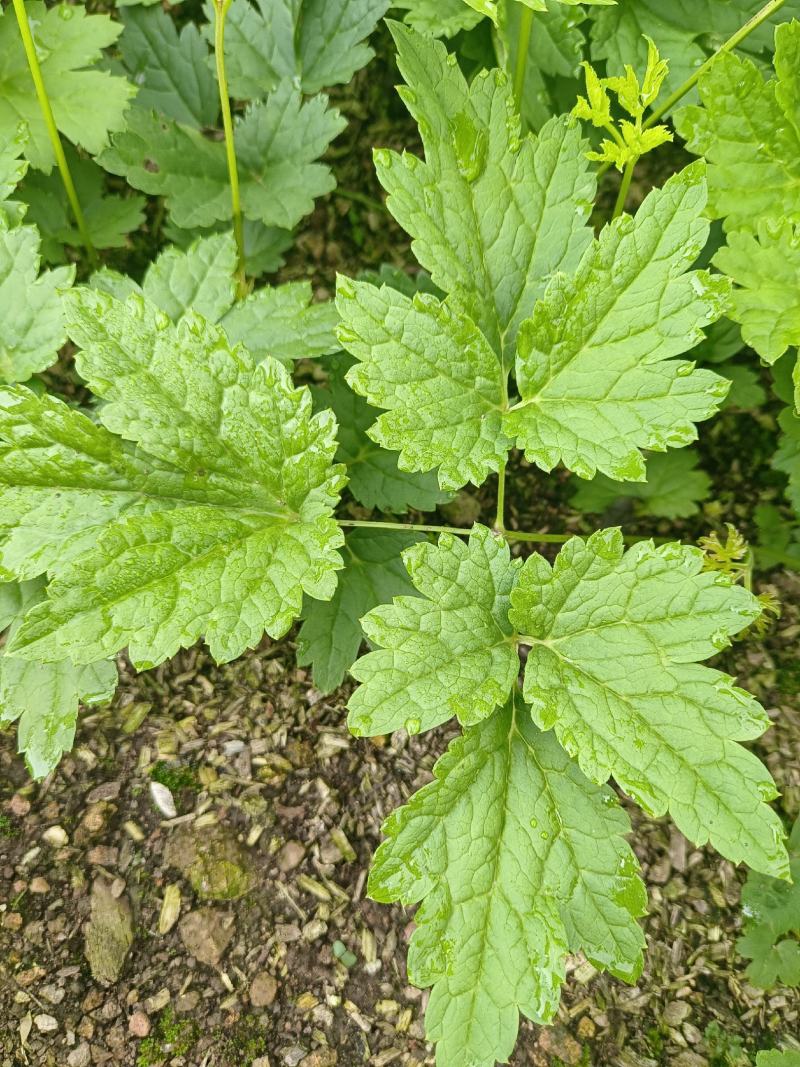 窟窿芽种苗基地直销升麻苗，大三叶苦龙芽苗，欢迎咨询选购！