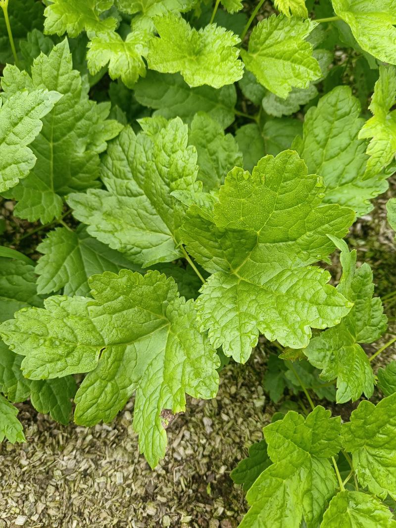 窟窿芽种苗基地直销升麻苗，大三叶苦龙芽苗，欢迎咨询选购！