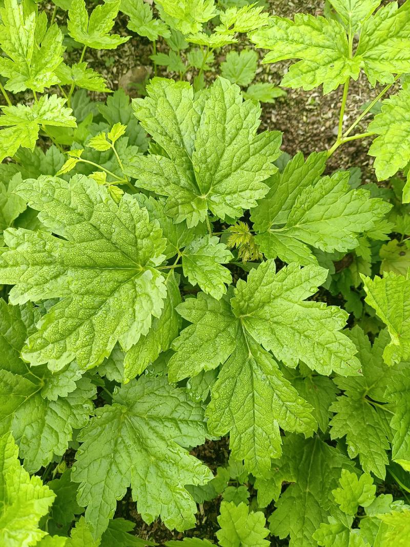 窟窿芽种苗基地直销升麻苗，大三叶苦龙芽苗，欢迎咨询选购！