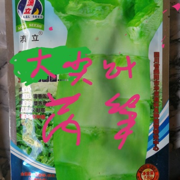 莴笋大尖叶肉淡缘清香浓郁纯度高整齐度好既耐热又耐