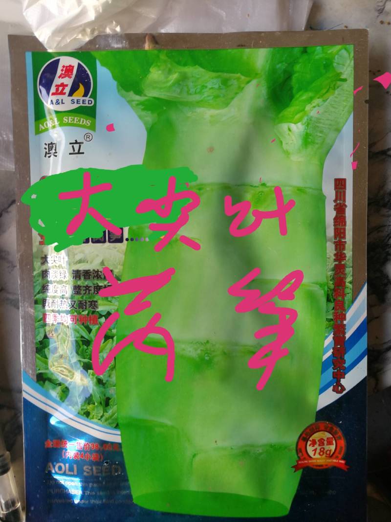莴笋大尖叶肉淡缘清香浓郁纯度高整齐度好既耐热又耐