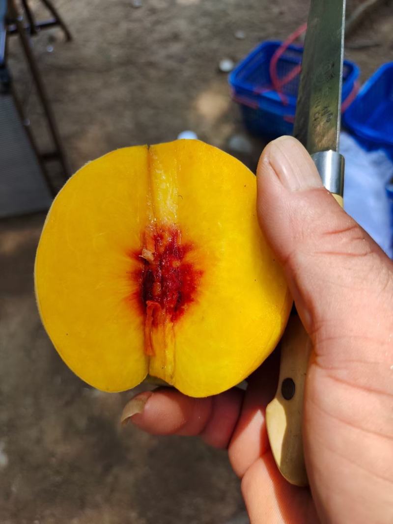 锦绣黄桃红心超甜个头超大